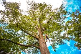 Professional Tree Care in Nazareth College, NY